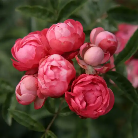 Trandafir cu parfum discret - Trandafiri - Dick Koster™ - 